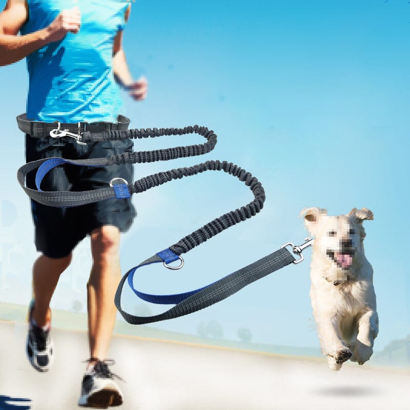 Laisse pour chien mains libres