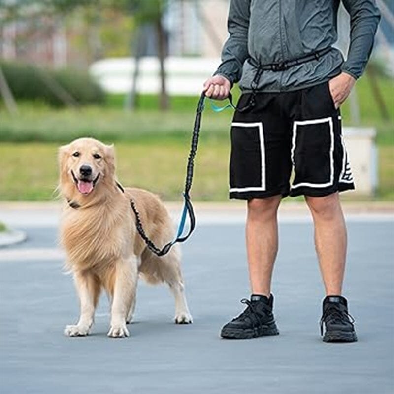 Laisse pour chien mains libres