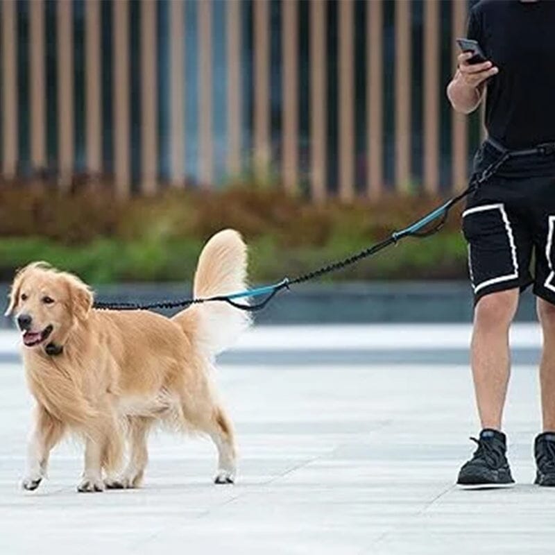 Laisse pour chien mains libres