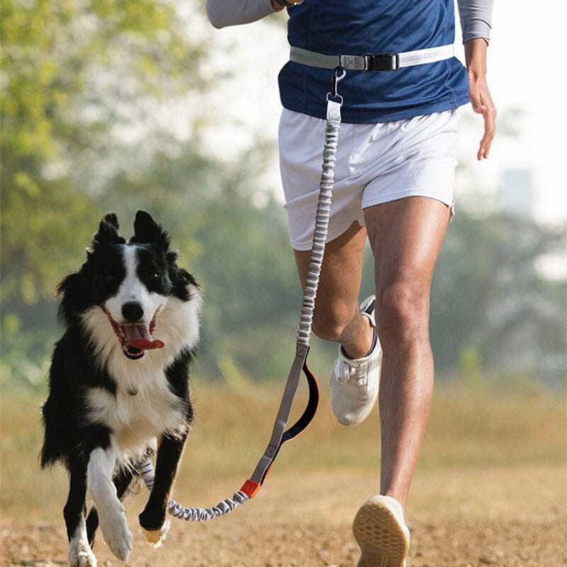 Laisse pour chien mains libres