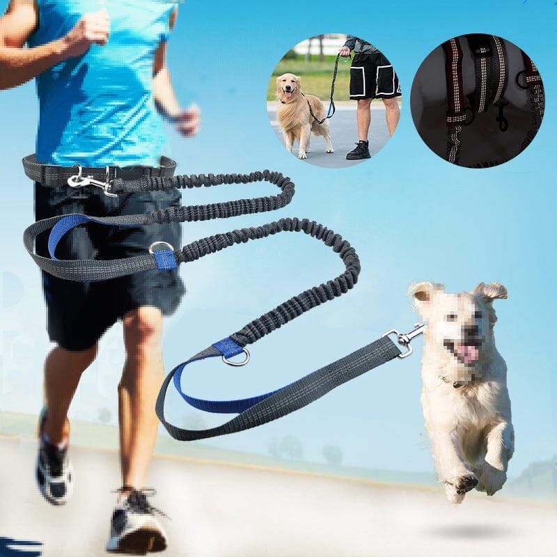Laisse pour chien mains libres