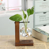 Vases transparents pour plantes hydroponiques