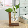 Vases transparents pour plantes hydroponiques