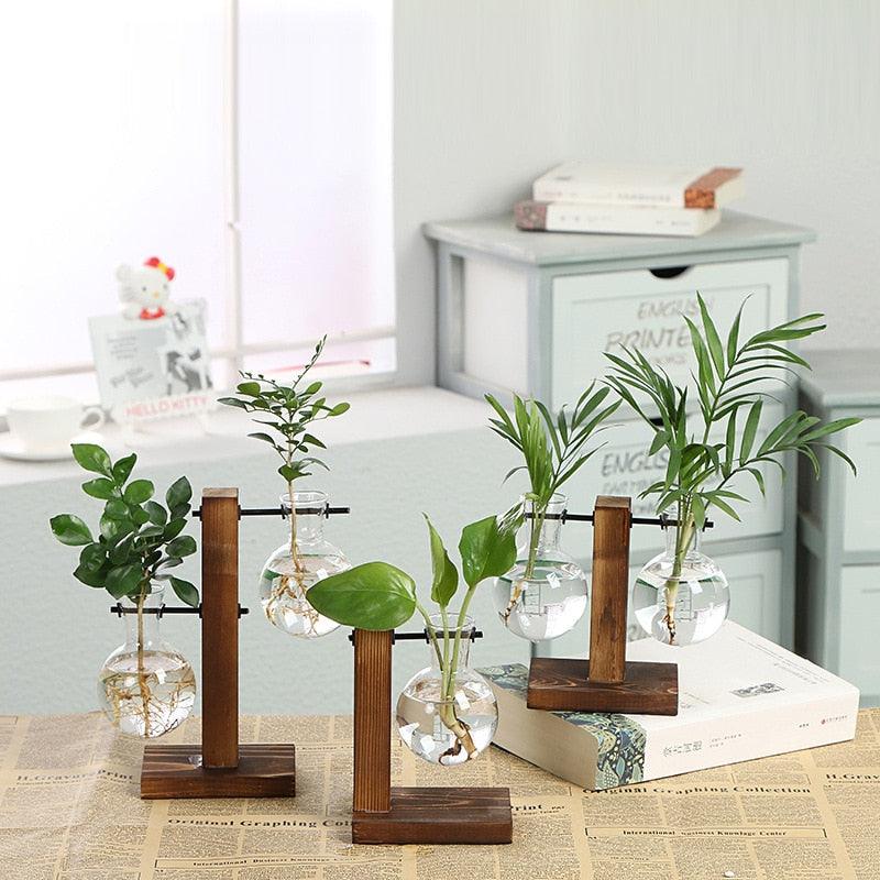 Vases transparents pour plantes hydroponiques