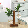 Vases transparents pour plantes hydroponiques