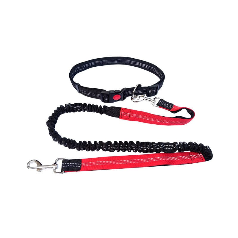 Laisse pour chien mains libres