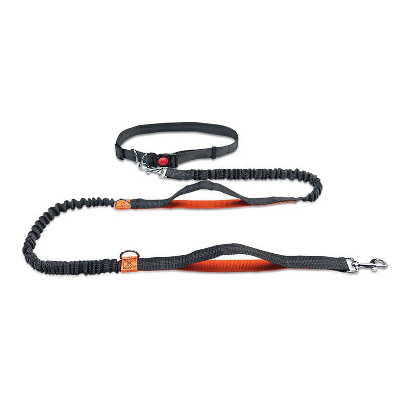 Laisse pour chien mains libres