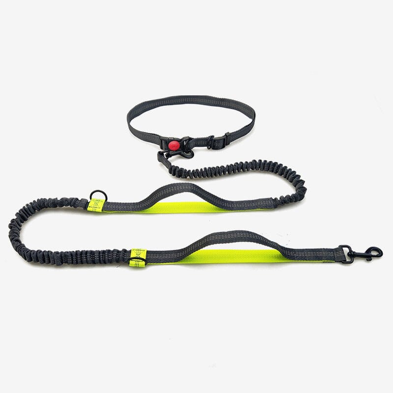 Laisse pour chien mains libres